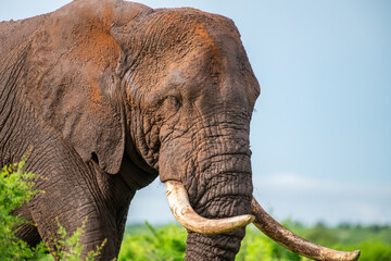 Obraz premium Kruger National Park, South Africa, Safari