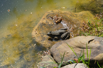Frog are resting on partially submerged rocks in shallow, clear pond. Water glistens with sunlight, and green grass surrounds pond's edge, creating serene natural scene. Blurred background.