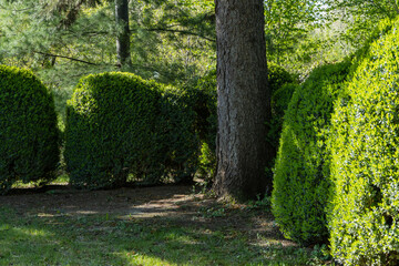 Serene garden scene with neatly trimmed hedges boxwood bushes and tall blue spruce tree trunk, bathed in soft sunlight filtering through the foliage. Nature concept for landscape design