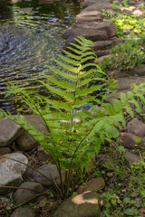 Lush green leaves sprouts of Matteuccia struthiopteris (ostrich fern, fiddlehead fern or shuttlecock fern) grow near calm pond, surrounded by rocks and greenery. Design concept Nature