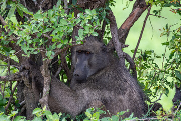 Kruger National Park, South Africa, Safari
