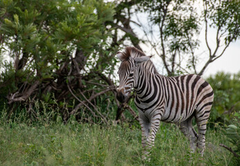 Kruger National Park, South Africa, Safari