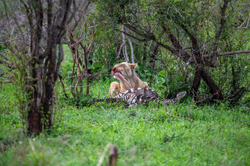 Kruger National Park, South Africa, Safari