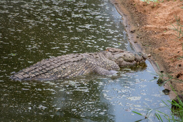 Kruger National Park, South Africa, Safari