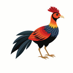 rooster isolated on white background