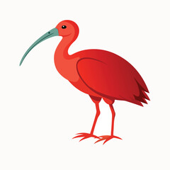 Ibis bird