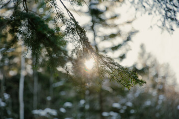 Sunlight Through Pine Branches in a Forest