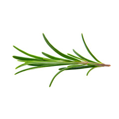 Fototapeta premium Fresh green rosemary herb sprig isolated on a white background