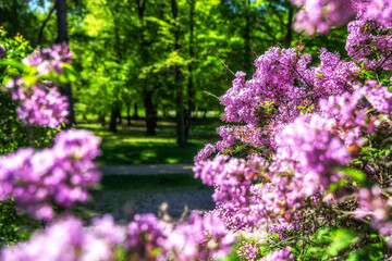 Obraz premium Blooming lilac in spring park