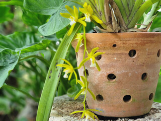 Elegant Yellow Cymbidium Orchid Blooms in Terracotta Pot