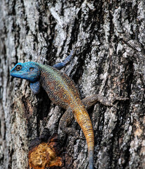 Kruger National Park, South Africa, Safari