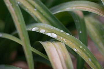 dew on grass