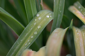 water drops on a grass