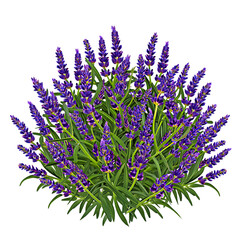 Obraz premium Lilac and lavender purple flowers bloom isolated on a white background, showcasing nature's spring beauty