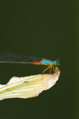 Close up of Ornate Coraltail Damselfly