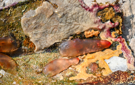 Ascidia mentula. Marine organisms on a shell. Tunicate. Ascidia mentula feeds on plankton that it filters from seawater.