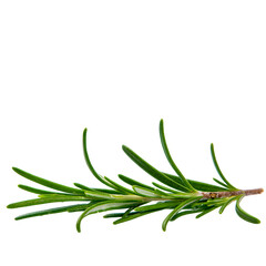 Fototapeta premium Fresh green rosemary sprig with leaves isolated on a white background