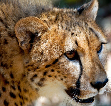 Close-up side view portrait of a Cheetah (Acinonyx jubatus), South Africa