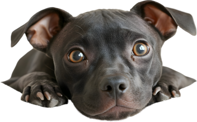 Close up of a gray dog's face with big brown eyes and paws resting down looking directly at the camera