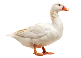 Fototapeta premium White domestic goose isolated on white background