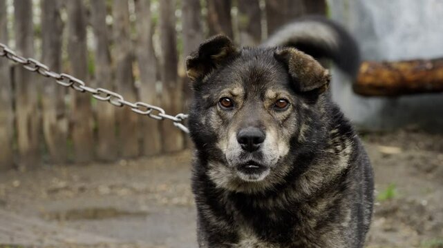 Portrait of an angry dog on a chain. Careful people are an evil dog. The dog barks aggressively.