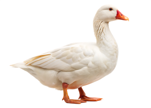 White domestic goose isolated on white background