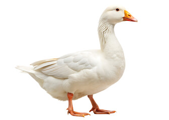 Obraz premium White domestic goose isolated on white background