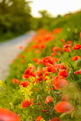 Roadside poppies in summer 