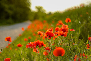 Roadside poppies in summer 