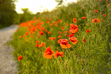 Roadside poppies in summer 