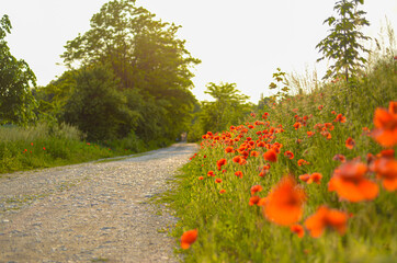Roadside poppies in summer 