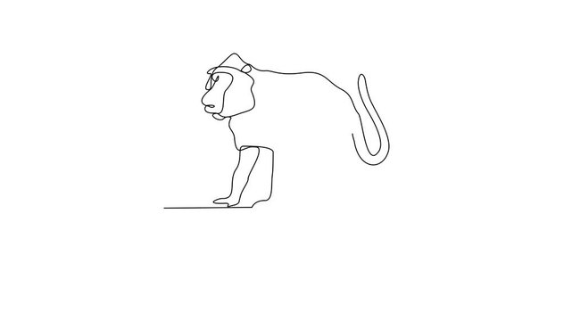 Animated self drawing of Baboon video design illustration. Primates animal themes in simple linear style video design concept. Baboon for your asset design and educational purpose.