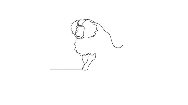 Animated self drawing of Hamadryad video design illustration. Primates animal themes in simple linear style video design concept. Hamadryad for your asset design and educational purpose.