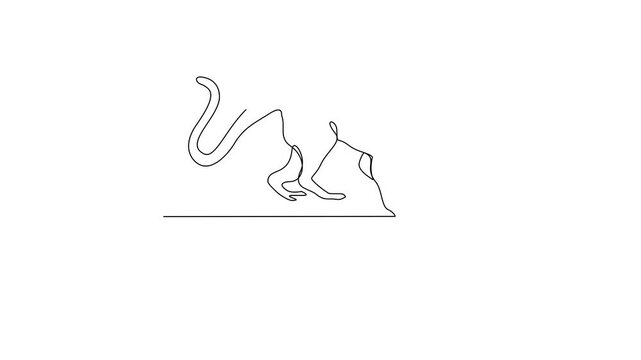Animated self drawing of Talapoin video design illustration. Primates animal themes in simple linear style video design concept. Talapoin for your asset design and educational purpose.