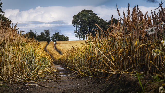 _7203895-Poprawione-Szum.dng