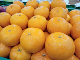 fresh oranges neatly arranged on supermarket shelves for sale