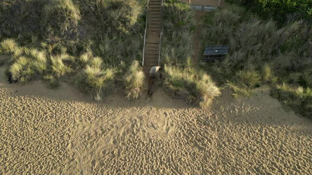 Drone shot an elephant seal trying to climb a staircase on the beach 
