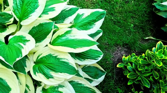 Closeup Hosta plant (aka Funkia or giboshi) growing in garden on a bright summer day