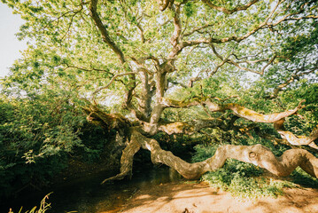 Fototapeta premium A large tree with a thick trunk and many branches. The tree is surrounded by a forest and the sunlight is shining on it. Concept of peace and tranquility, as the tree stands tall