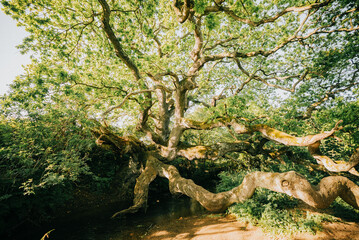 A large tree with a thick trunk and many branches. The tree is surrounded by green foliage and he is in a forest. Concept of tranquility and natural beauty