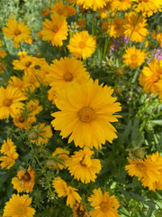 yellow flowers background
