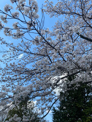 cherry blossoms 
