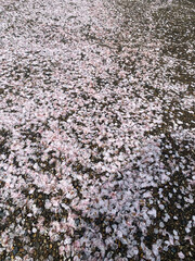 cherry blossoms 