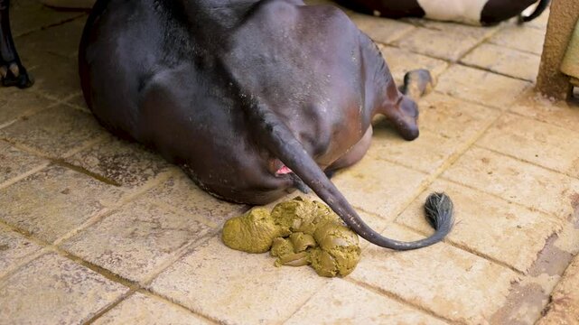 Dutch cow grazing fresh grass and defecating while eating on green meadow