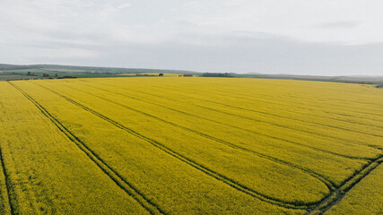 A field of yellow flowers with a blue sky in the background. The field is very large and the sky is clear