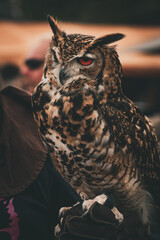 great horned owl