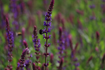 Purple dark lavender field 