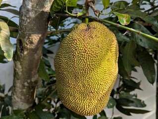 Macro photo of ripe jackfruit 