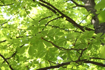 Beautiful tree crown with green leaves as background, low angle view