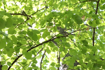 Beautiful tree crown with green leaves as background, low angle view